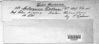 Melampsora salicis-albae image